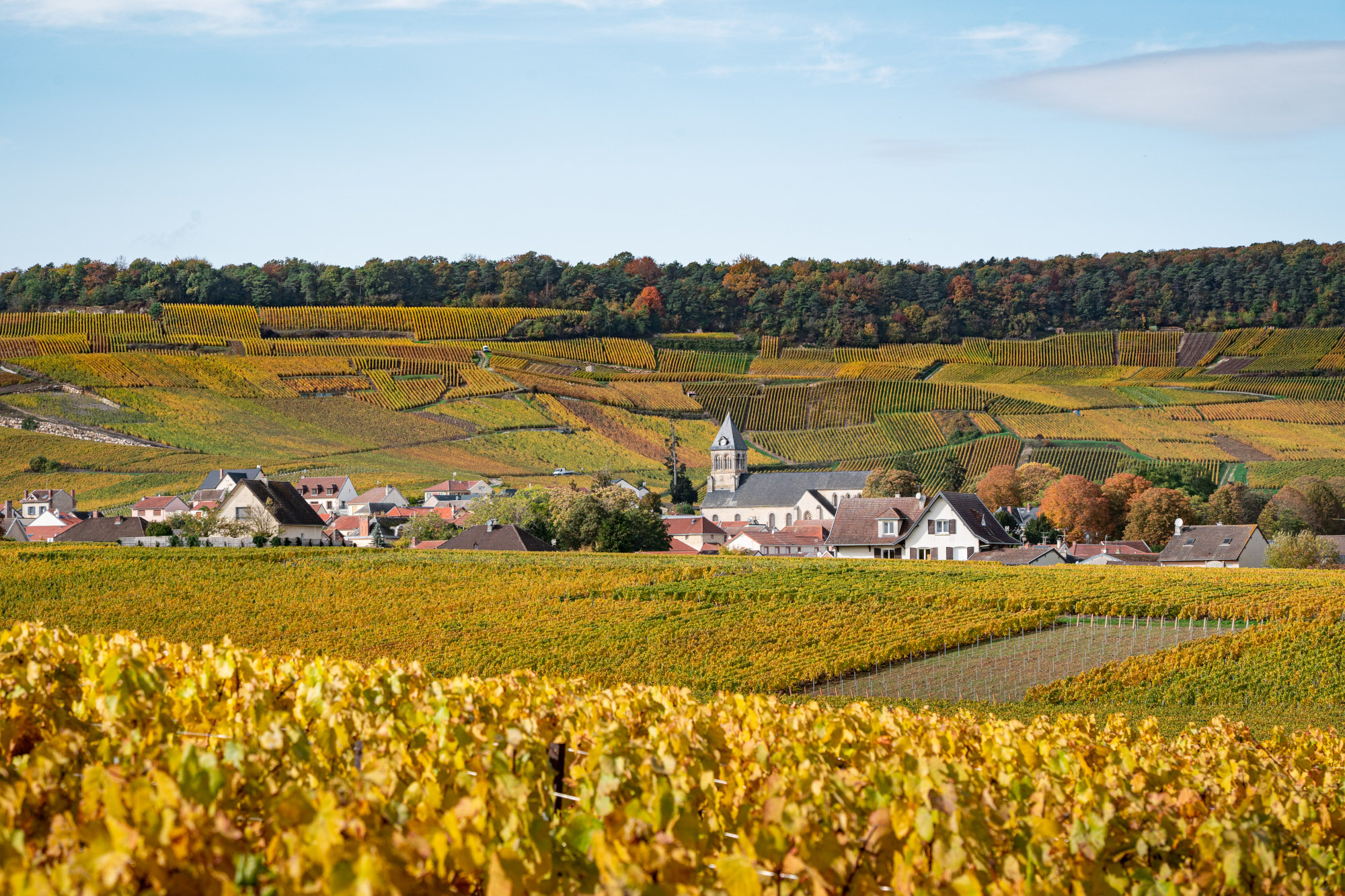 Le vignoble de la Côte des Blancs