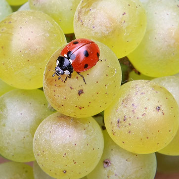 Une coccinelle sur une grappe de raisin Pierron-Léglise